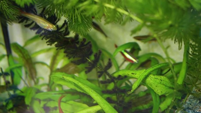 Cute colourful different young fish swimming in home aquarium cheerfully in search of food. Fish feeding by green waterplants growing inside. 