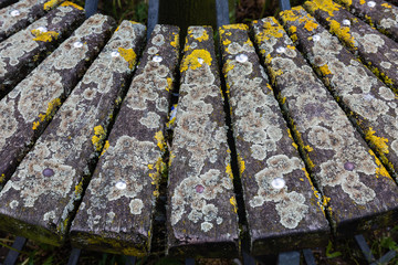 Wooden bench and moss