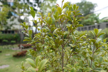 Nature close ups