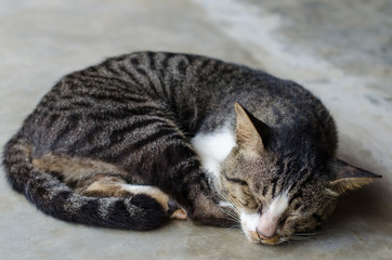 cat sleeping