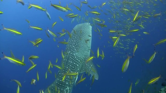 Filmed with Canon HF G20 camera in Gates Underwater housing on Koh Tao/Thailand. 1080 HD