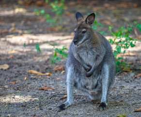 Kangaroo