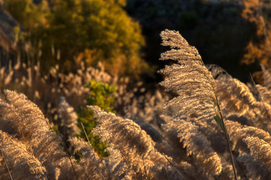 Shallow depth of fild focus on one wild grass in a field of many blowing in the wind and being backlit by the setting sun