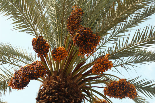 Palm trees with dates in the Jordan valley Phoenix dactylifera