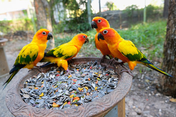 Sun parakeet