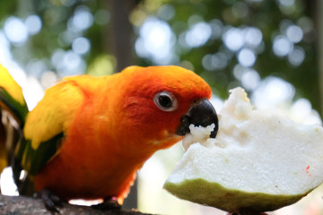 Sun parakeet