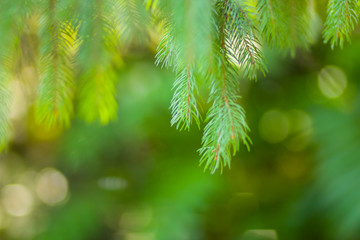 Christmas tree branches on blurred background. Spruce needles on green background with bokeh. Blank...
