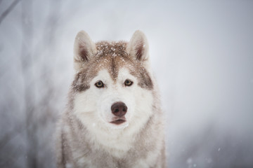 Close-up portrait of cute and free dog breed siberian husky sitting in the fairy winter forest on...