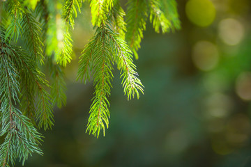 Christmas tree branches on blurred background. Spruce needles on green background with bokeh. Blank...