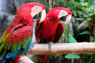 Fototapeta na wymiar Greenwing Macaw