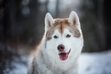 Close-up portrait of beautiful and happy siberian Husky dog sitting in the dark winter forest at sunset.