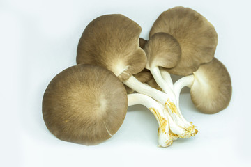 Indian Oyster Mushroom