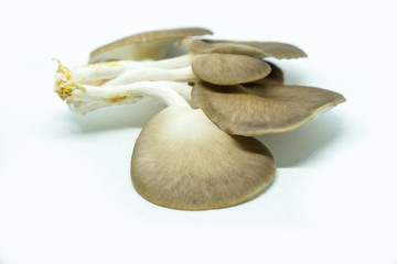 Indian Oyster Mushroom
