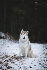 Portrait of beautiful siberian husky dog sitting on the snow path in the dark mysterious forest in winter