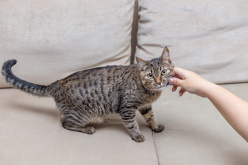 a portrait of a cute cat at home