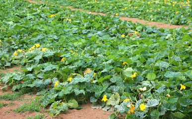 field of zucchini with organic cultivation technique