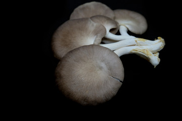 Fototapeta premium Indian Oyster Mushroom