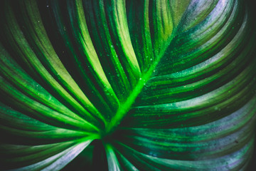 Obraz premium Green leaves used for the background.