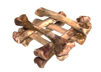 bone isolated on white background