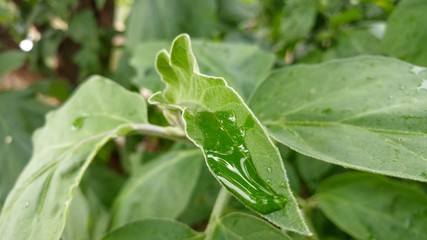 Water drop on a plant