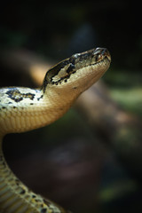 closeup of snake