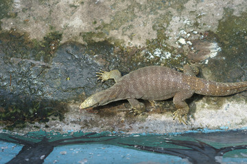 komodo dragon reptile