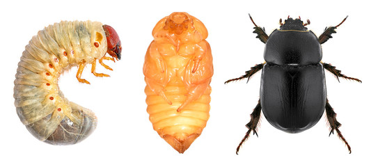 Scarab beetle (Coleoptera: Scarabaeidae). Development stages isolated on a white background - obrazy, fototapety, plakaty
