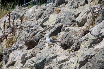 Gull. Seagull sitting on the rock