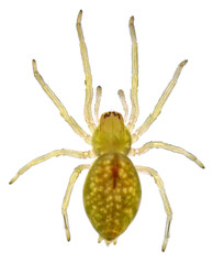 Spider. Close up. Isolated on a white background