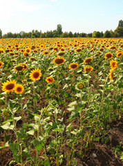 Fototapeta na wymiar Sunflowers field. Agricultural rural landscape 