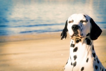 dog on the beach