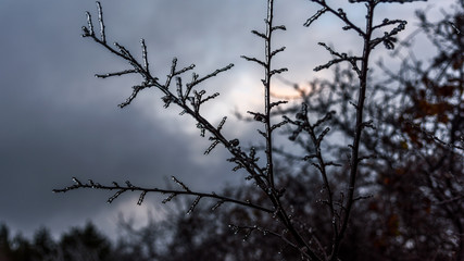 Fototapeta na wymiar Frozen tree branch grey sky