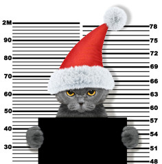 Cute cat as santa claus in prison. Isolated on white