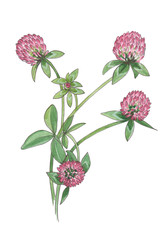 Botanical watercolor illustration of pink clover.