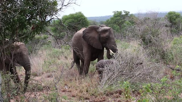 Gro&szlig;er Elefant mit Baby im Kr&uuml;ger Nationalpark in S&uuml;dafrika aus Auto gefilmt