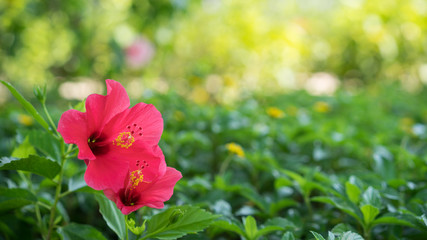 red rose mallow flowers