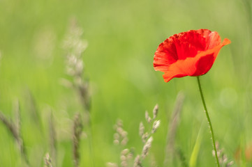 Fototapeta premium Poppies, in the late spring you can see them everywhere, in small quantities or on immense fields.