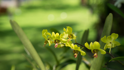 green orchid flower