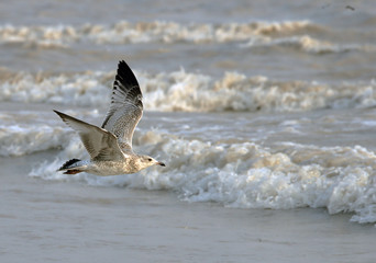 Seagull and Waves