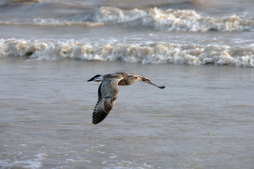 Seagulls and Waves