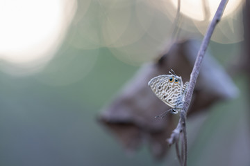 papillon sur nature zen