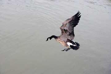 Canadian Goose