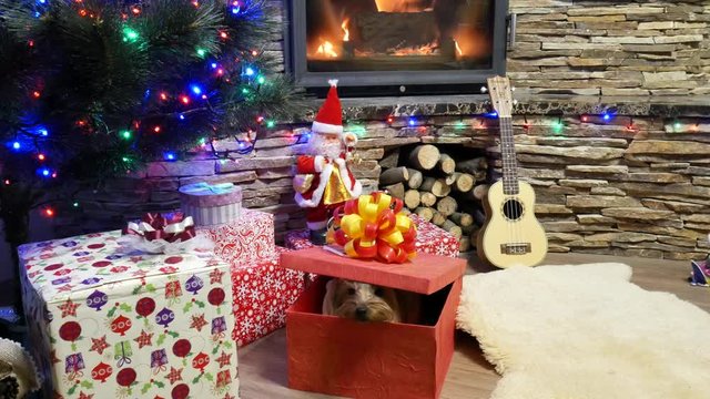 Cute Yorkshire Terrier near a Christmas tree and a fireplace dressed in a red suit. Funny dog in gift box. Xmas pet jump from box. New Year time in home. 4 video 