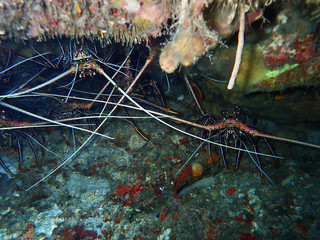 The beauty of underwater wor