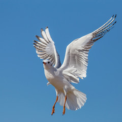 Black-headed Gull (Larus ridibundus)