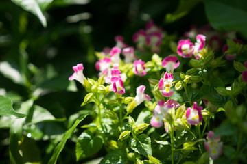 pink flower in garden