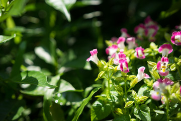 pink flower in garden