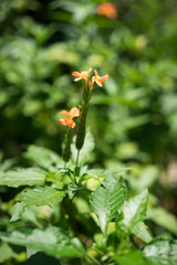 Obraz na płótnie Canvas orange flowers in sunlight