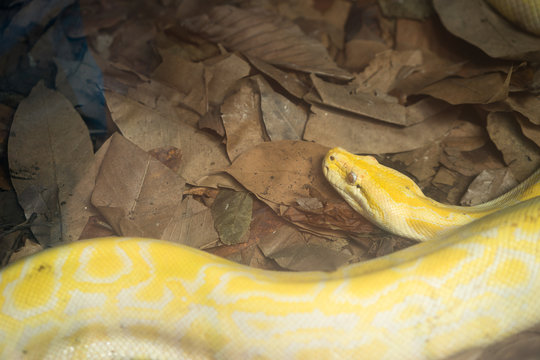 yellow python on brown dry leafs