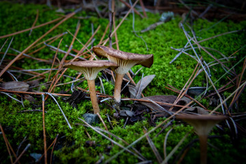 Granada, Spain; November 16, 2018: forest mushrooms